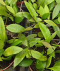 Gracilis